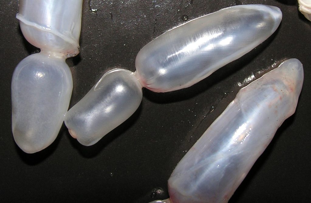 Gelembung Renang Ikan