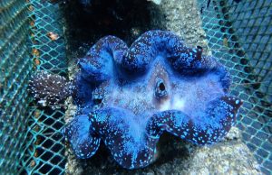 Kima si Penjaga Sunyi Karang di Tengah Ancaman Global dan Harapan Bali