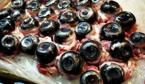 Profesor IPB: Limbah Mata Tuna Solusi Berantas Stunting di Indonesia