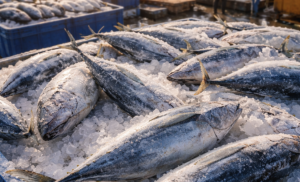 Amerika Bergantung Tuna ASEAN, Suhana Beri Solusi Agar Indonesia Tak Tertinggal