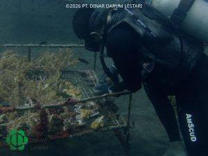 Demi Masa Depan Karang Lebih Terang, Saatnya HS Code Berubah