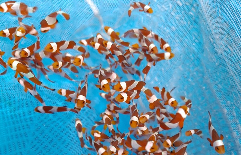 Budidaya Clownfish di PT Dinar Darum Lestari, Bali.