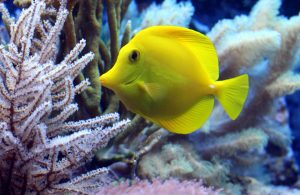 Ketika Ikan Hias Indonesia Panen Dolar dan Jadi Mesin Ekspor Dunia