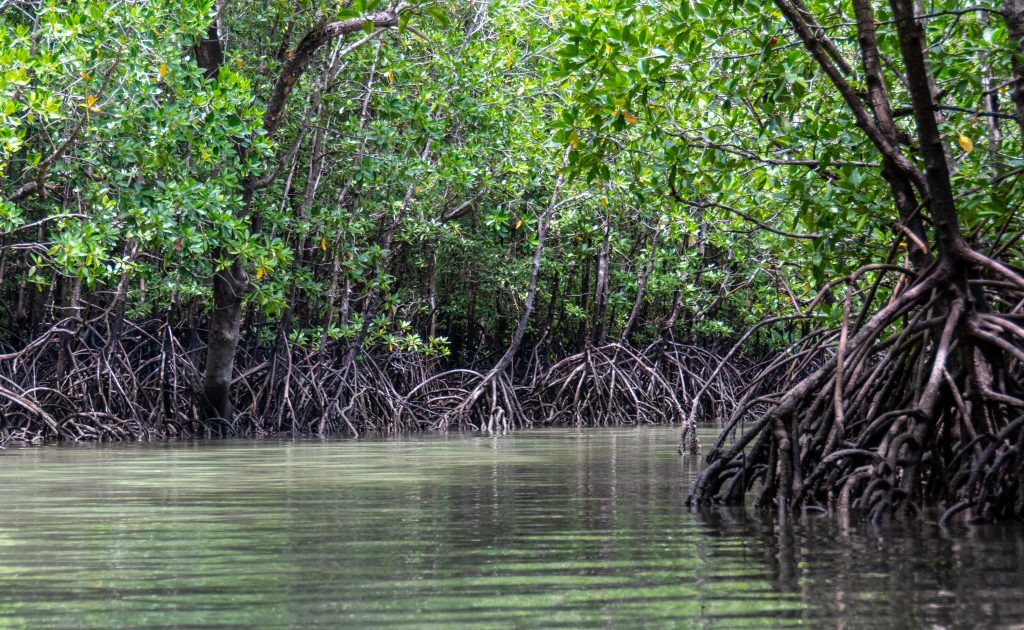 Mangrove vegetasi penghasil karbon triliunan rupiah.