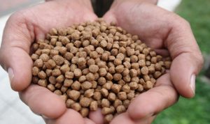 Krisis Pakan Ikan Global dan Pertaruhan Baru Akuakultur Indonesia