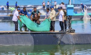 Viral Tambak Udang Kebumen, Antara Ledakan Investasi dan Tantangan Lingkungan